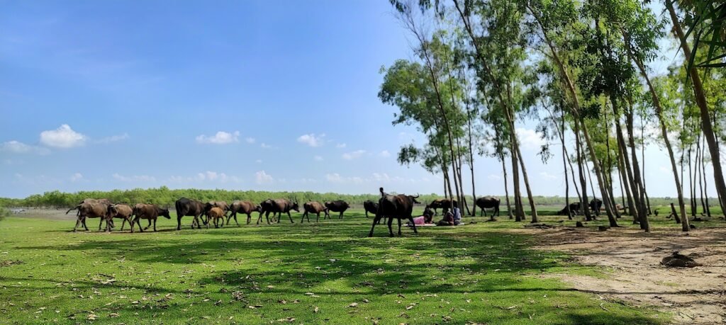 Free-ranging cattle grazing on shared land, showing traditional livestock management in smallholder farming.